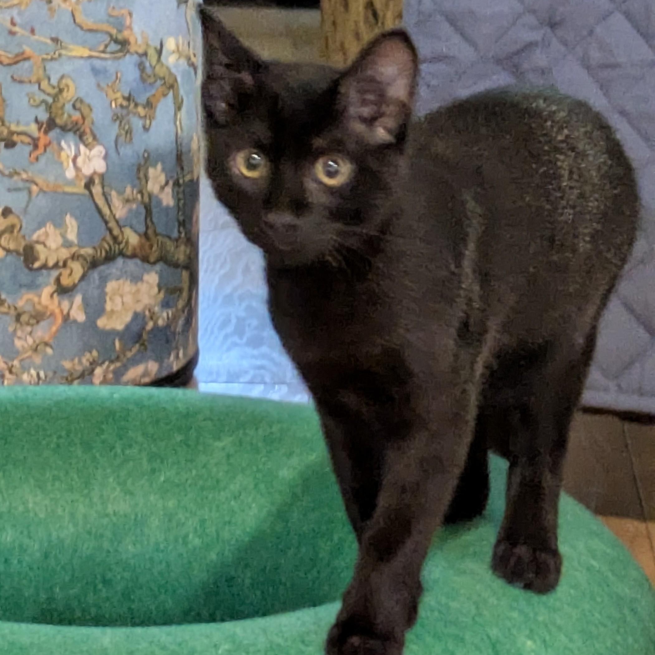 Enlarge Bear, a ADOPTABLE Domestic Short Hair in west Warwick, RI image 3/5