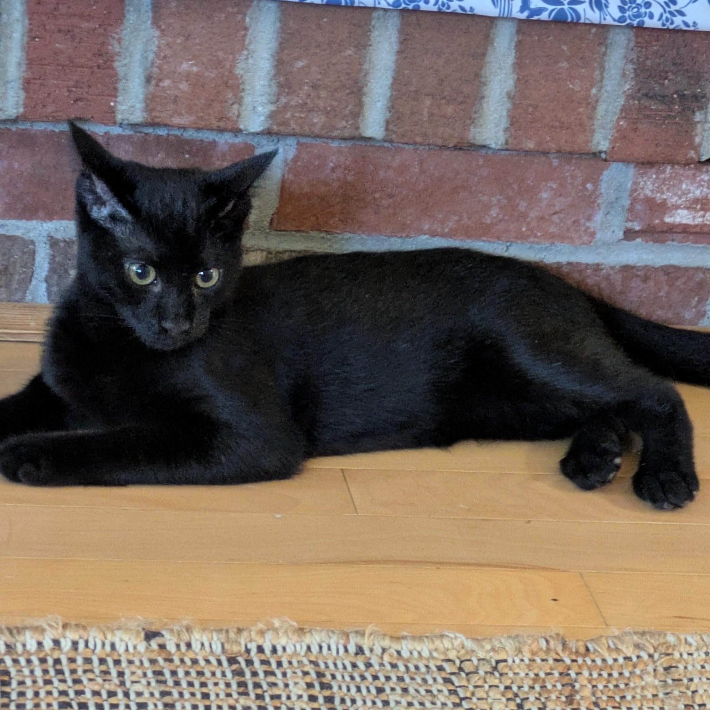 Enlarge Bear, a ADOPTABLE Domestic Short Hair in west Warwick, RI image 1/5
