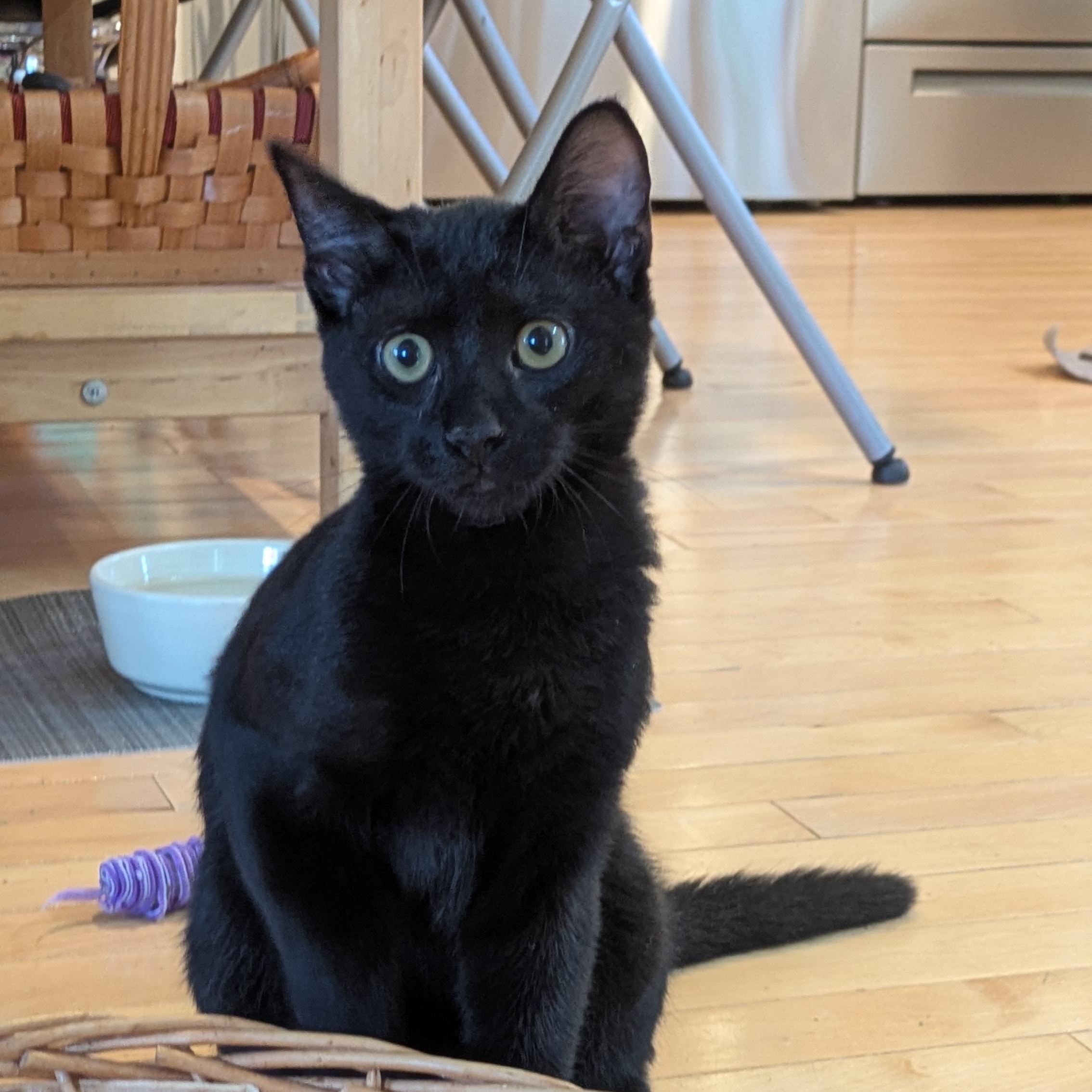 Enlarge Bear, a ADOPTABLE Domestic Short Hair in west Warwick, RI image 2/5
