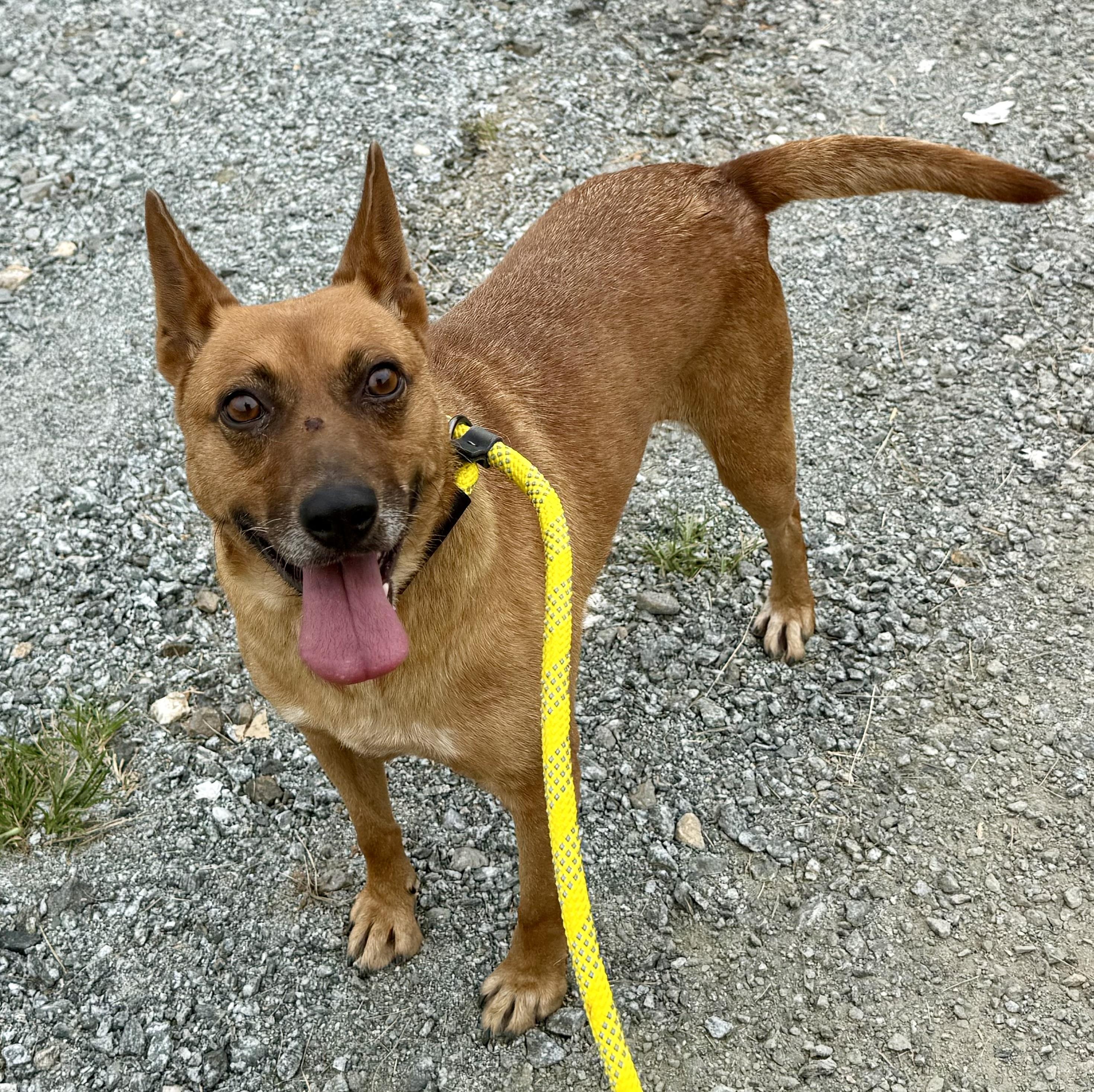 Grumbles, Adoptable, Adult Female Feist & Mountain Cur.