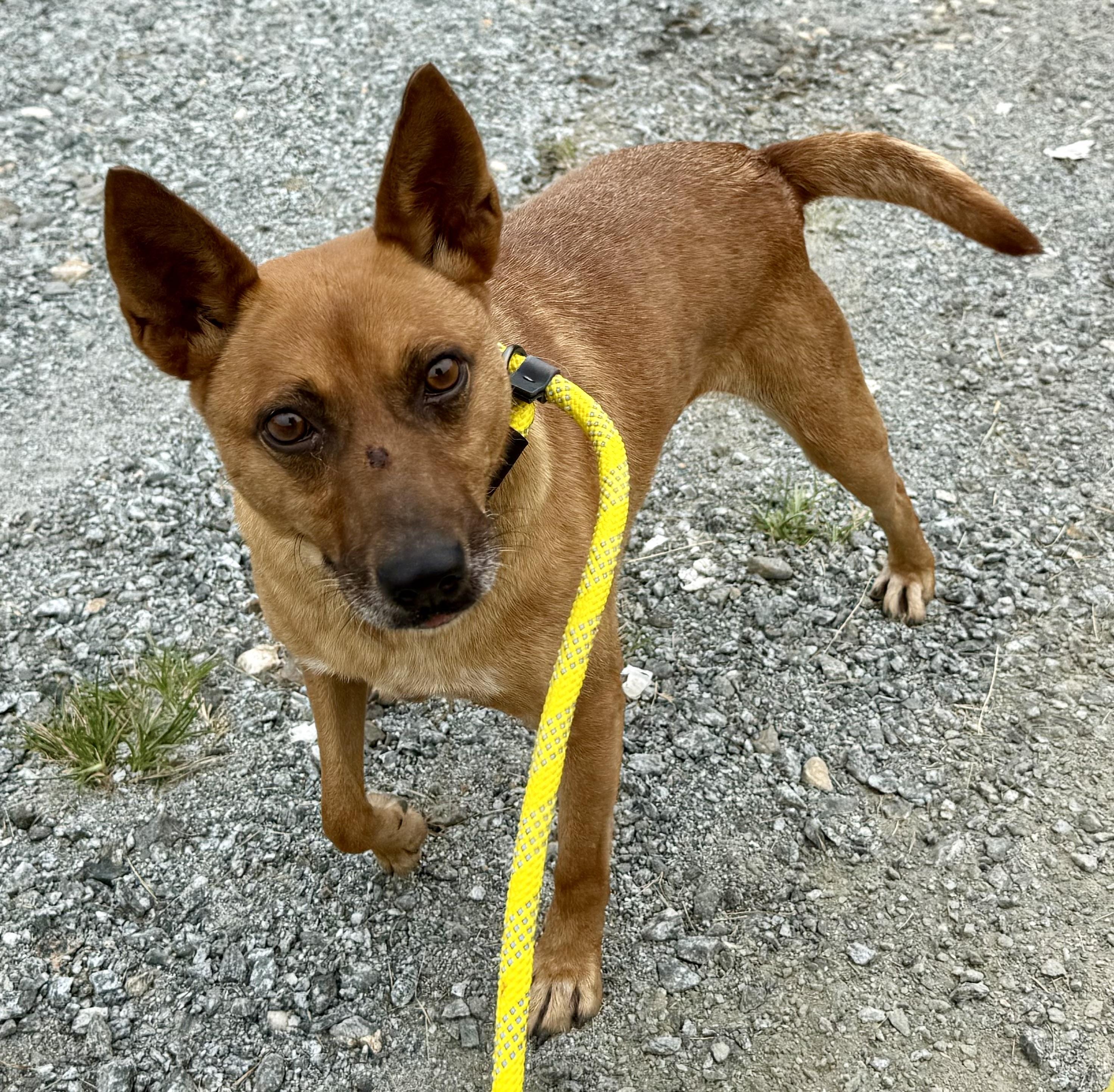 Enlarge Grumbles, a Adoptable mixed breed in sparta, NC image 4/4