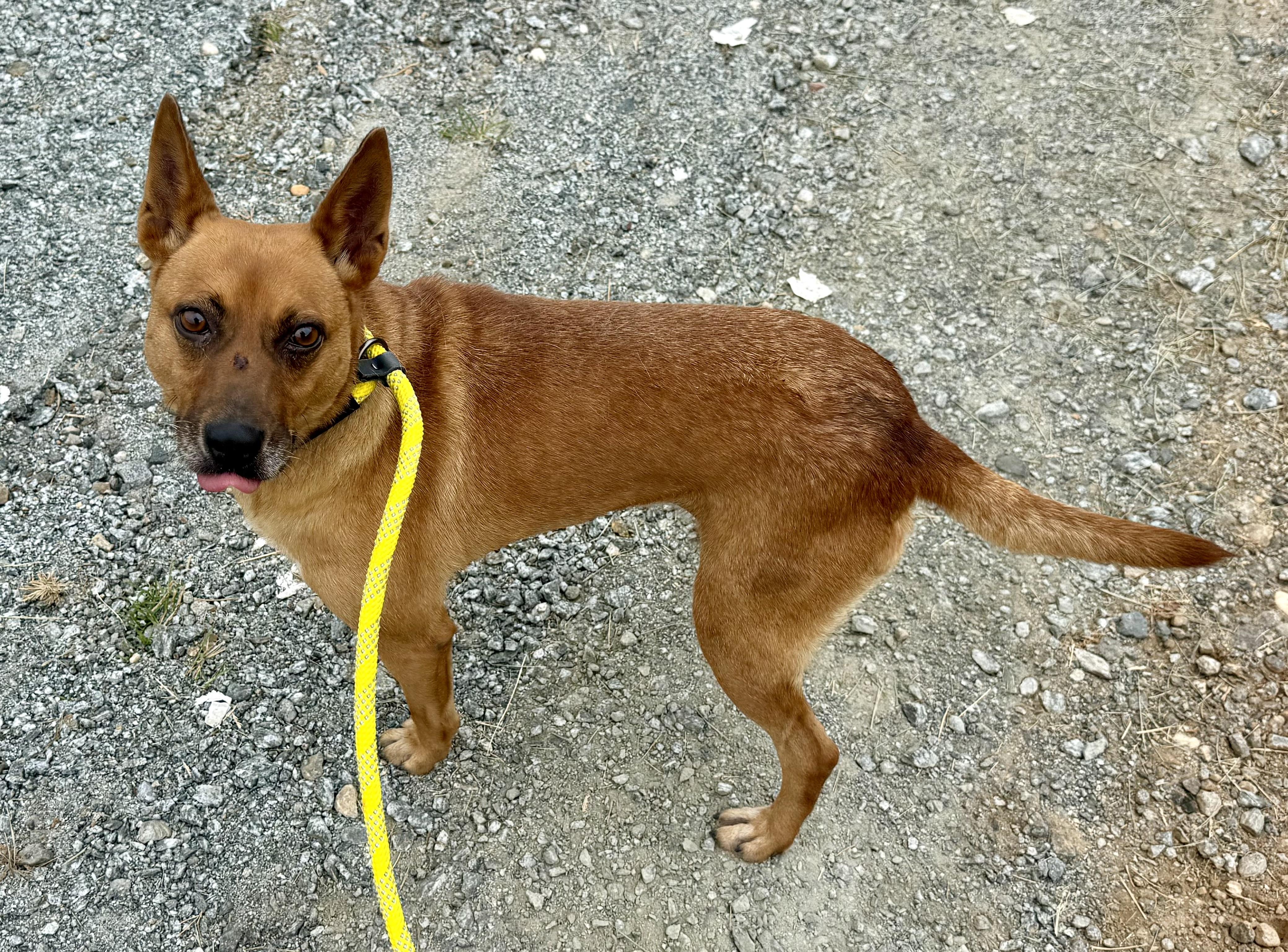 Enlarge Grumbles, a Adoptable mixed breed in sparta, NC image 2/4