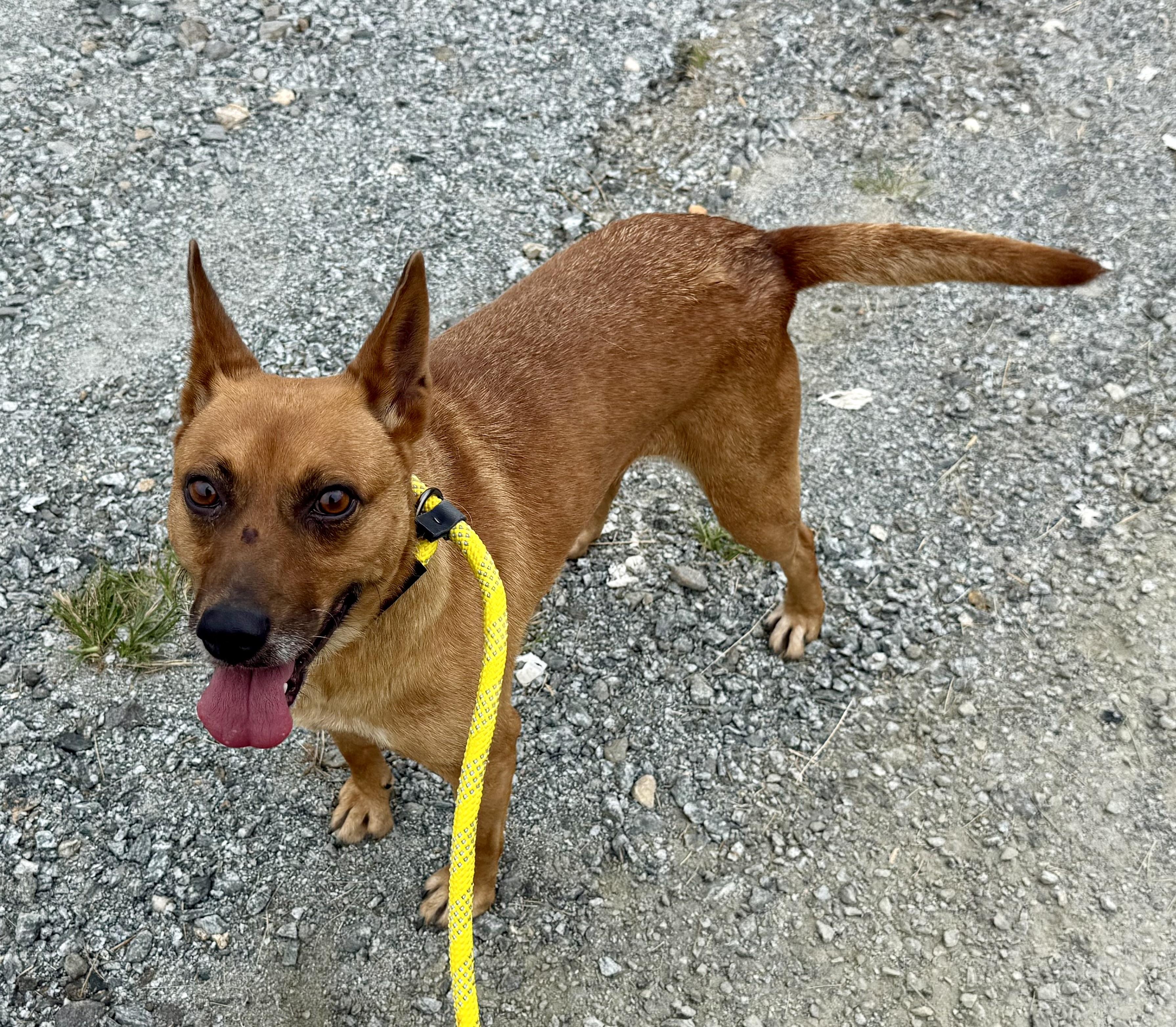 Enlarge Grumbles, a Adoptable mixed breed in sparta, NC image 3/4