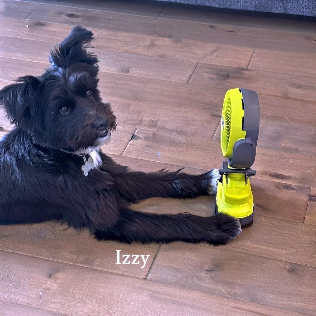 Izzy, Adopted, Young Female Schnauzer & Pomeranian.