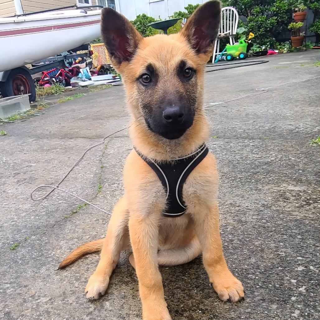 Jimmy, Adoptable, Puppy Male Belgian Shepherd / Malinois.