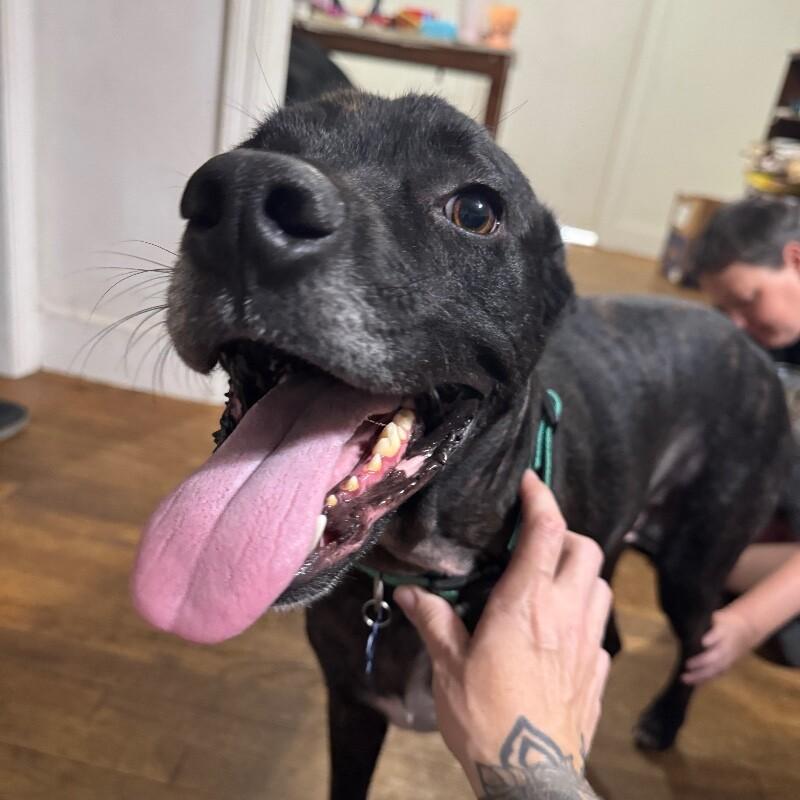 KEVIN J BEACON, Adoptable, Adult Male Mixed Breed.