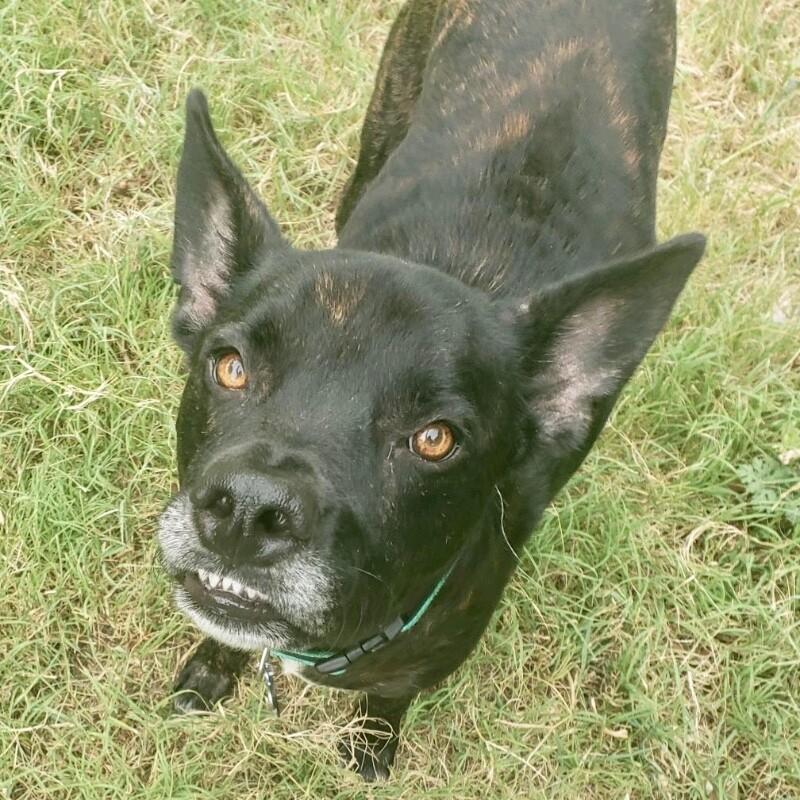 Enlarge KEVIN J BEACON, a Adoptable Mixed Breed in lawton, OK image 2/4