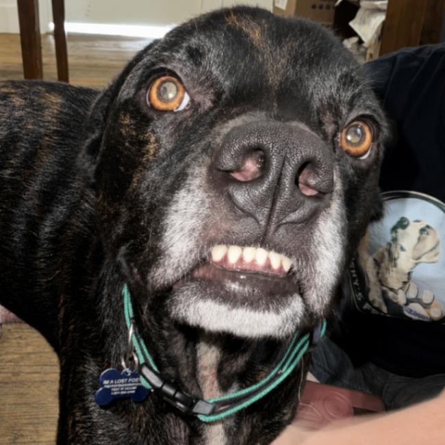 Enlarge KEVIN J BEACON, a Adoptable Mixed Breed in lawton, OK image 4/4