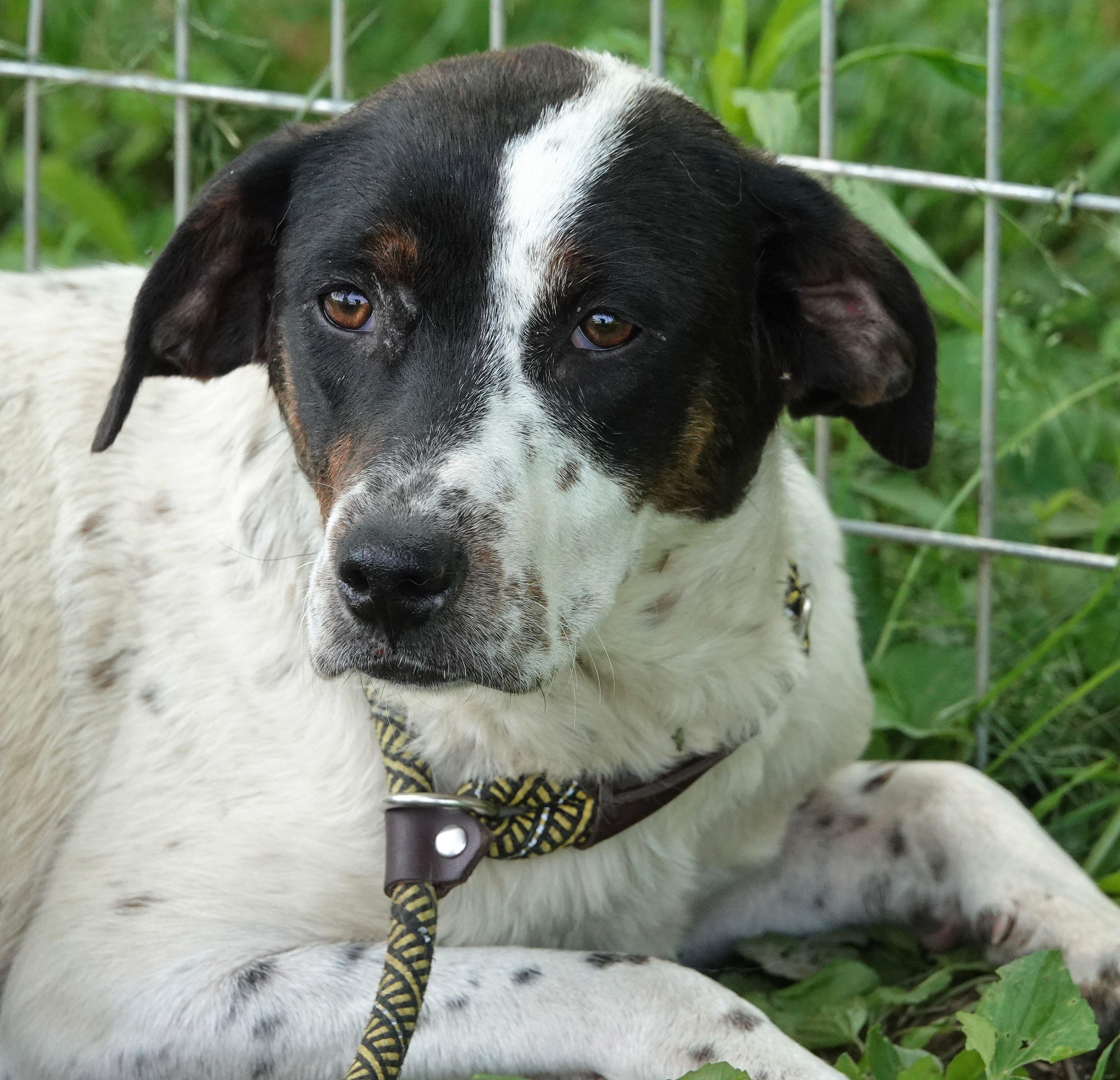 Rose - REDUCED ADOPTION FEE, Young Female unknown