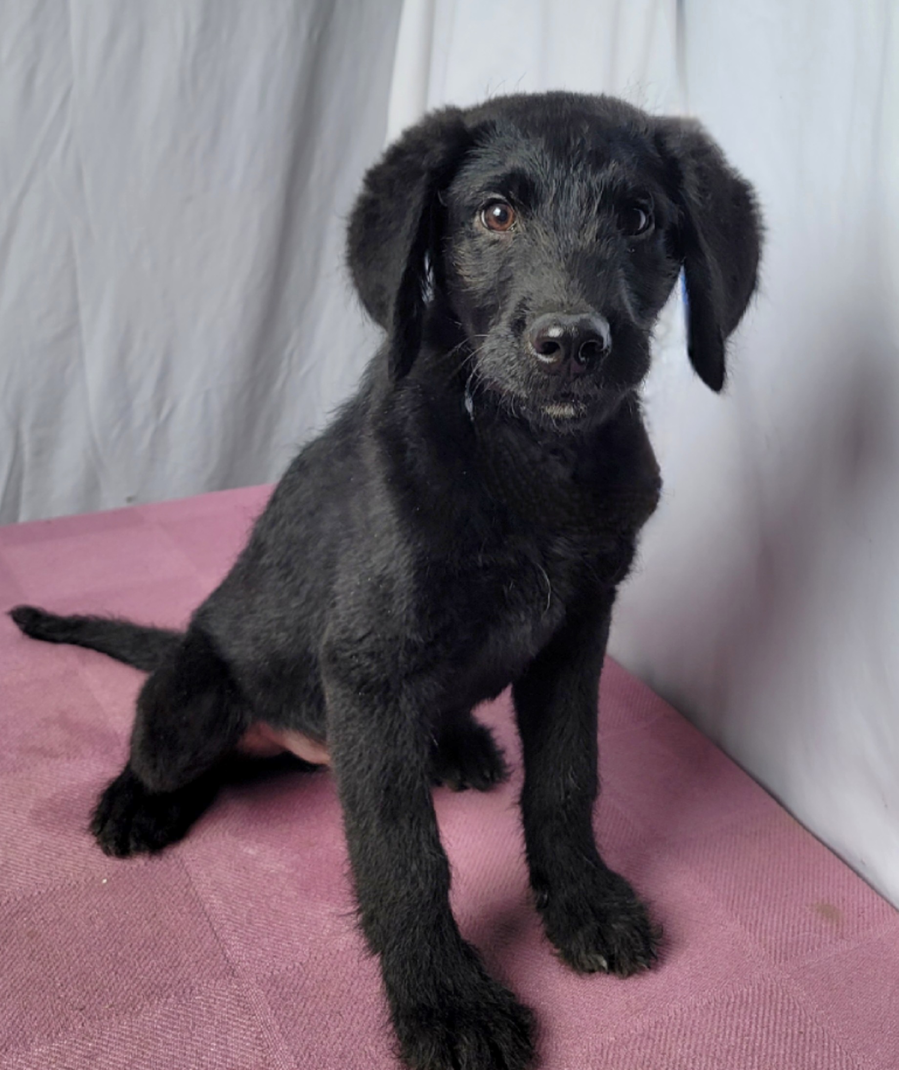 Enlarge Gus, a Adopted mixed breed in Selma, AL image 1/1