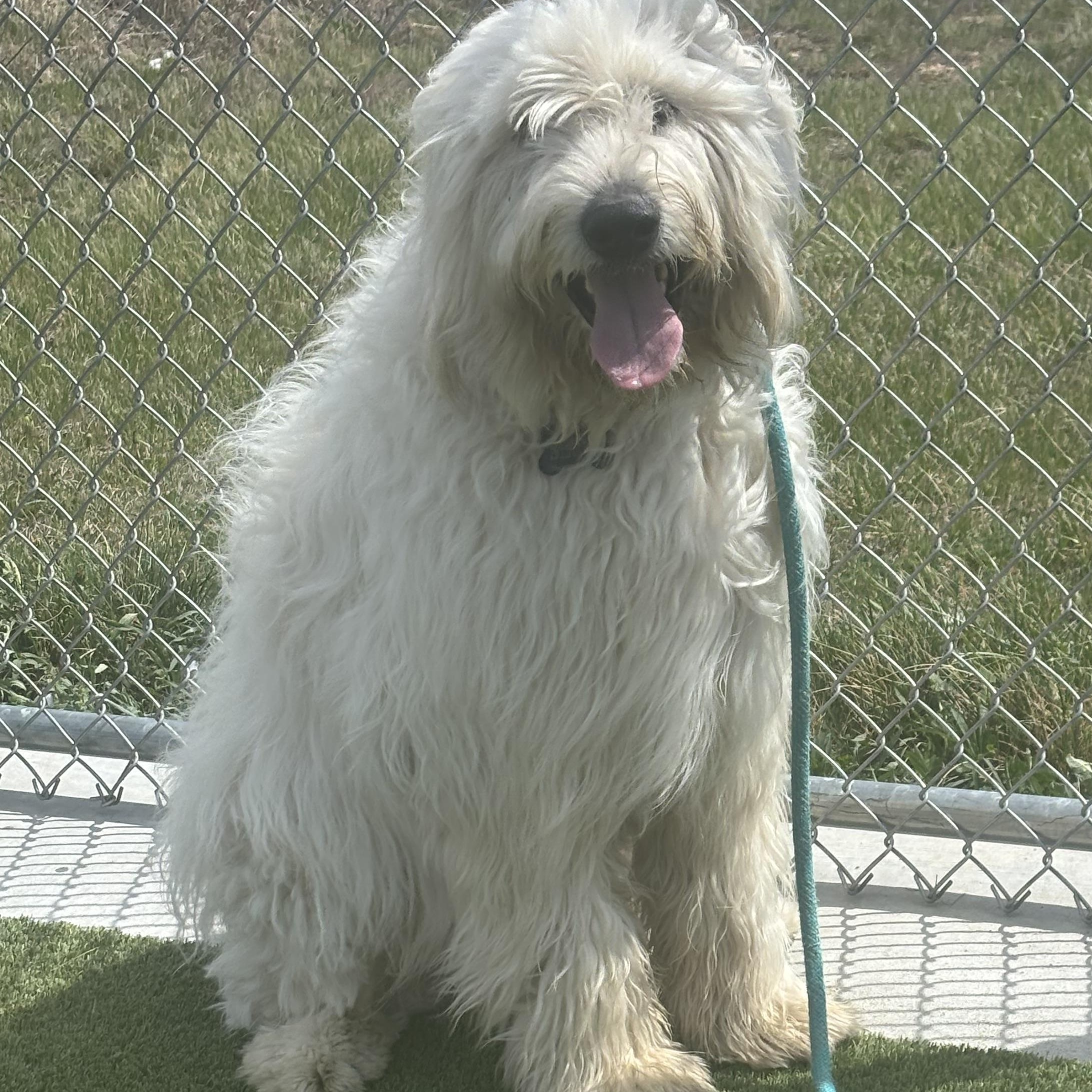 Sirius, an adopted mixed breed in Liberty, MO image 1/4