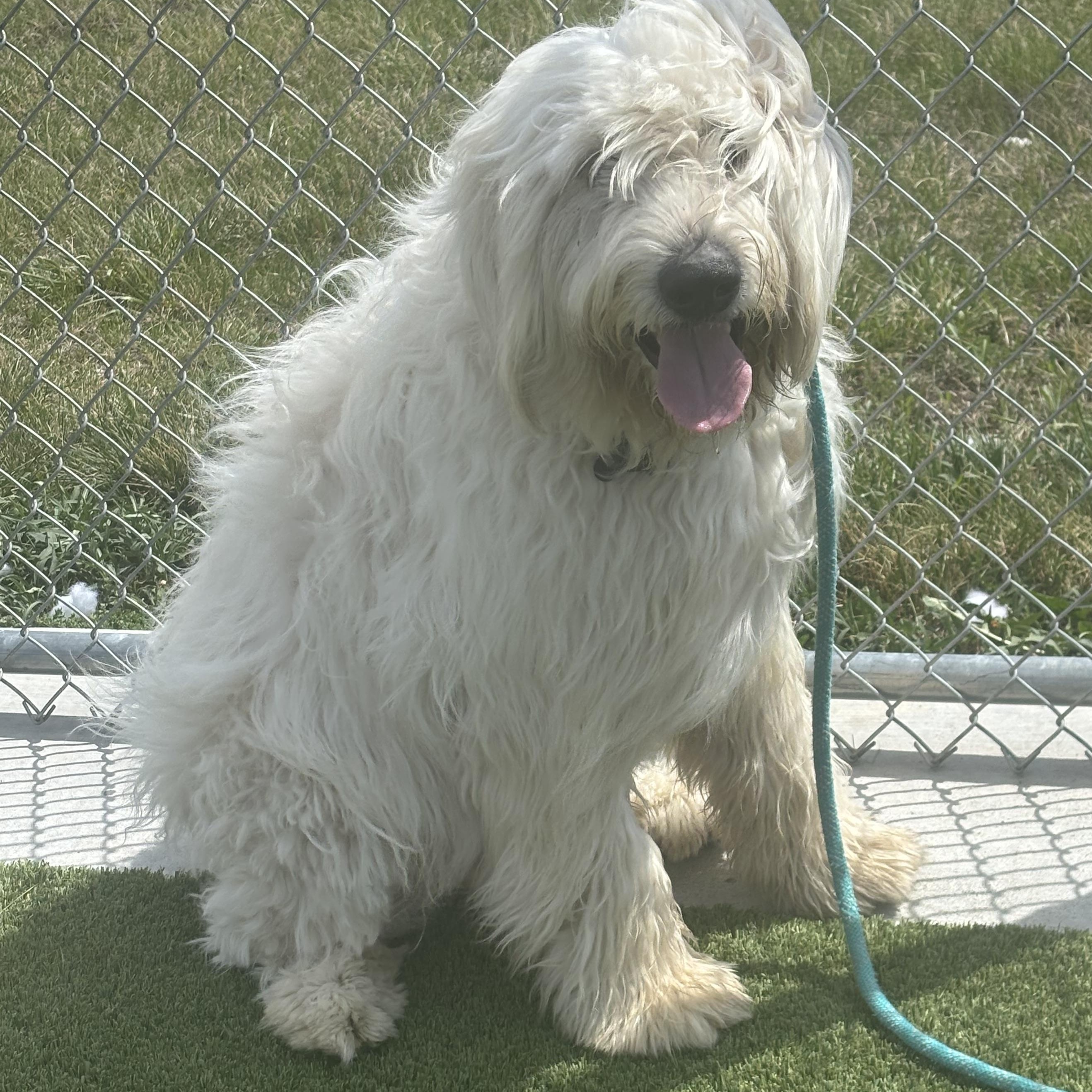 Sirius, an adopted mixed breed in Liberty, MO image 2/4