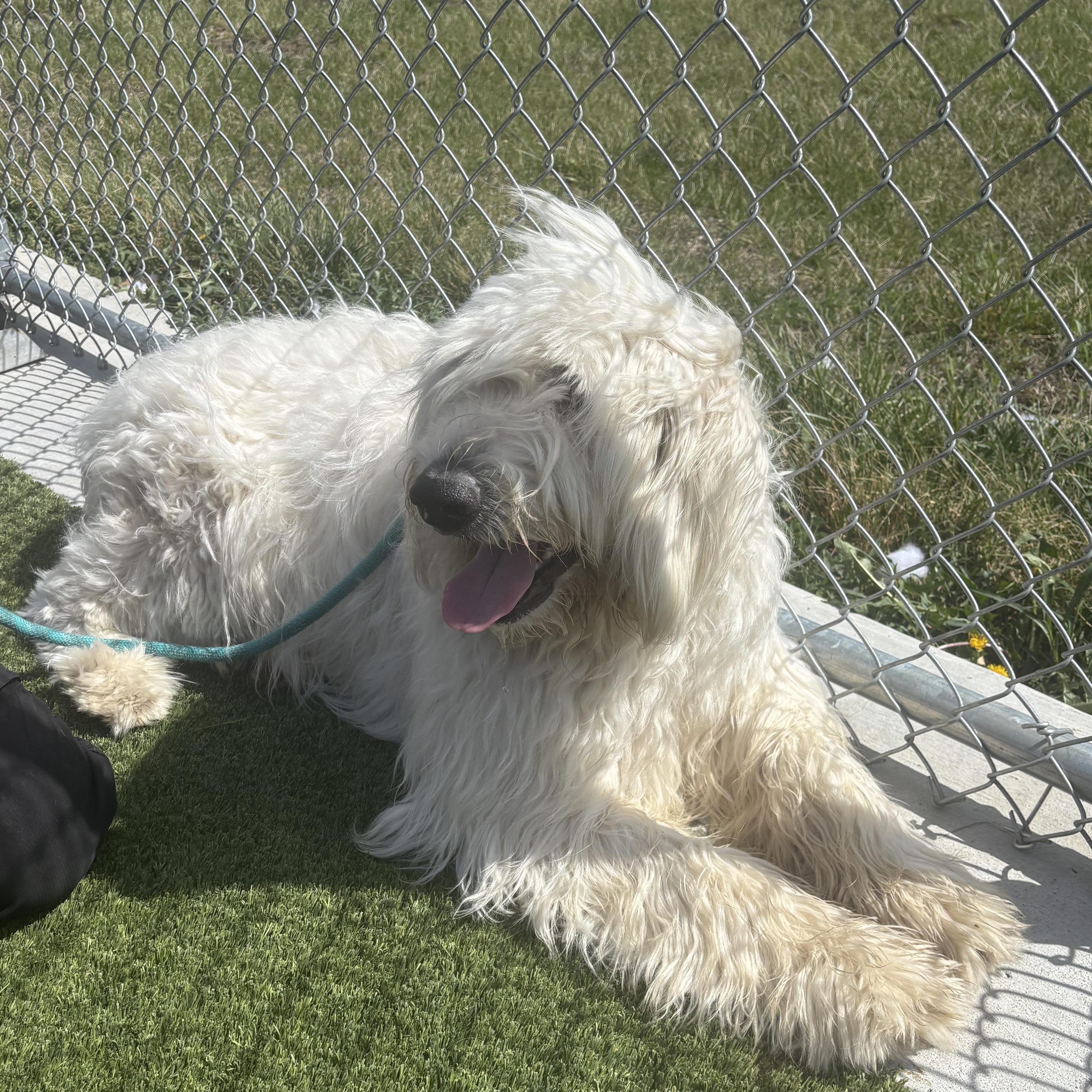 Sirius, an adopted mixed breed in Liberty, MO image 4/4