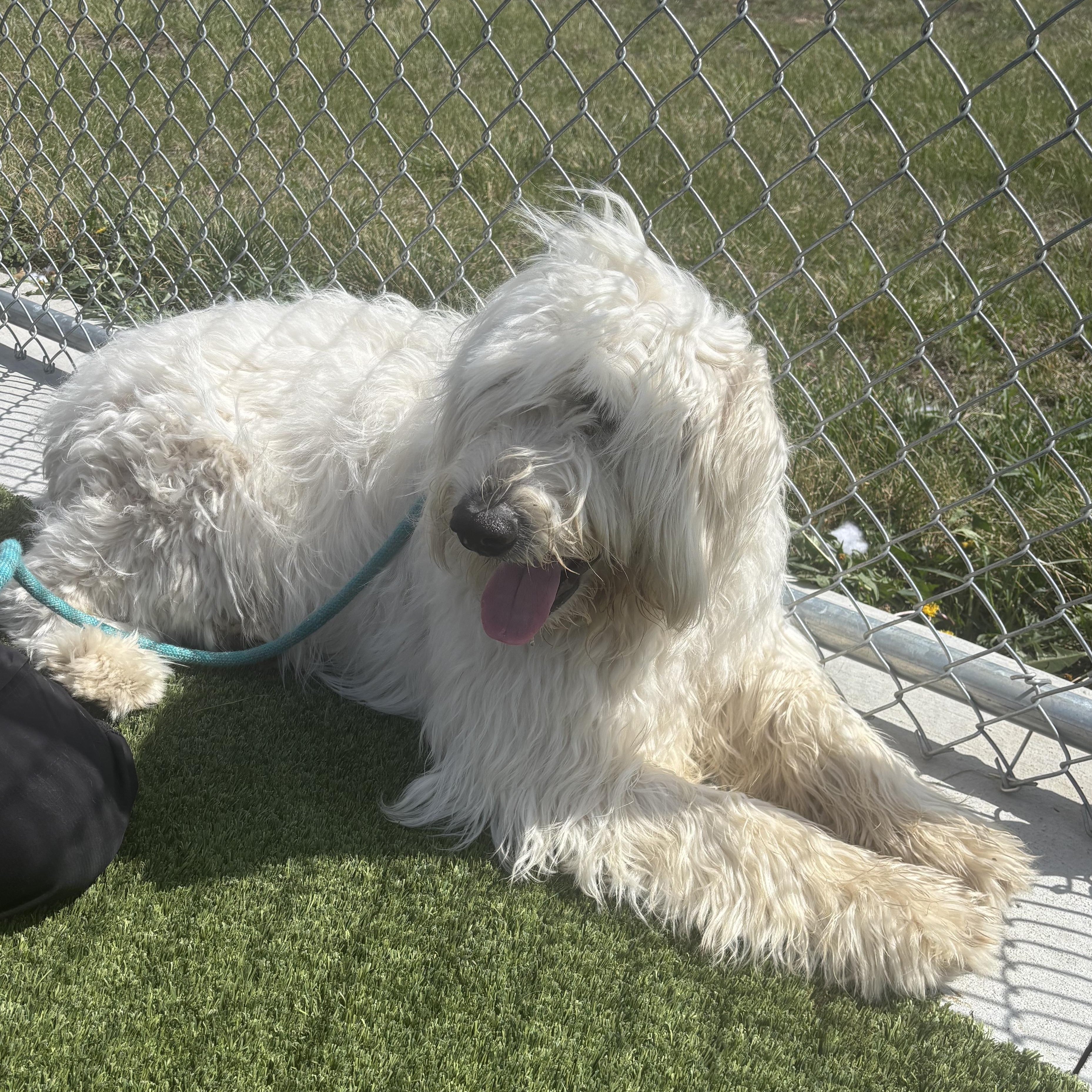 Sirius, an adopted mixed breed in Liberty, MO image 3/4