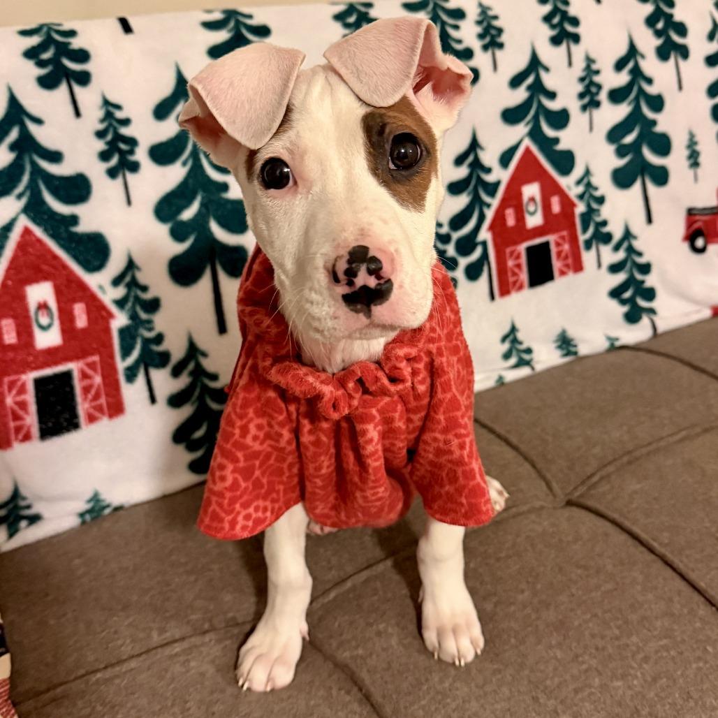Enlarge Puff, a Adoptable Mixed Breed in Fredericksburg, VA image 1/4