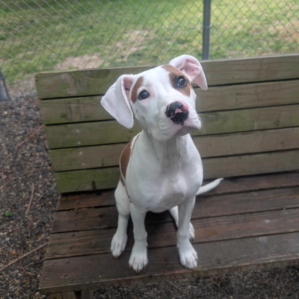 Enlarge Puff, a Adoptable Mixed Breed in Fredericksburg, VA image 2/4