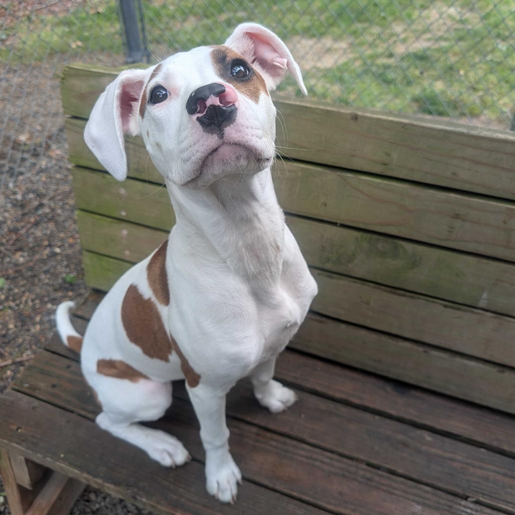 Enlarge Puff, a Adoptable Mixed Breed in Fredericksburg, VA image 3/4