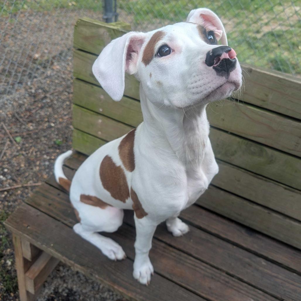 Enlarge Puff, a Adoptable Mixed Breed in Fredericksburg, VA image 4/4