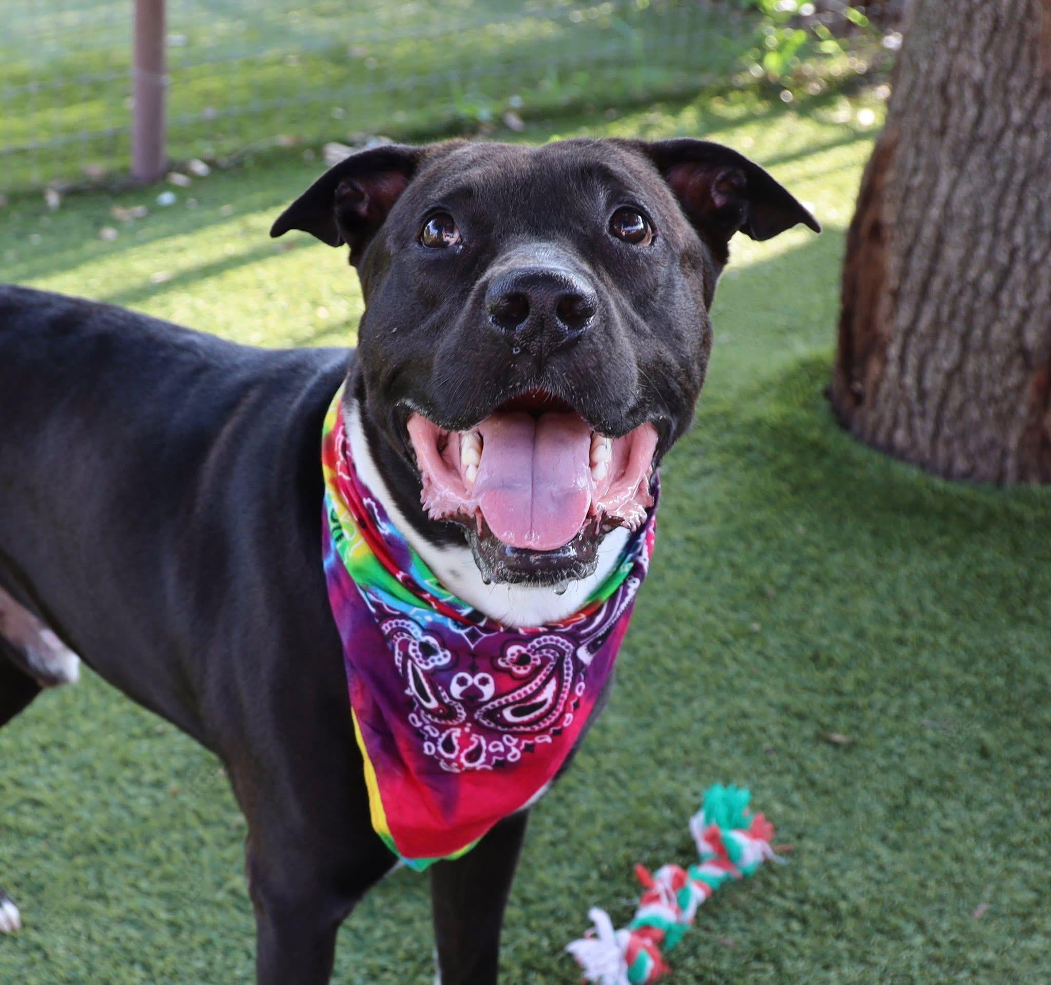 Nash, Adoptable, Young Male Labrador Retriever & Pit Bull Terrier.