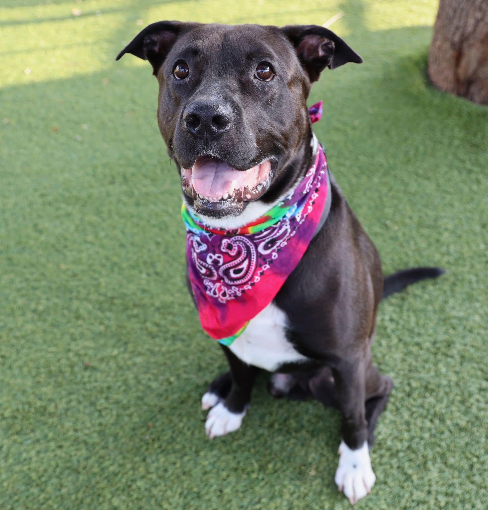 Enlarge Nash, a Adoptable mixed breed in Keller, TX image 3/6