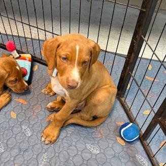 Enlarge Bigsly, a Adoptable mixed breed in Washougal, WA image 1/1