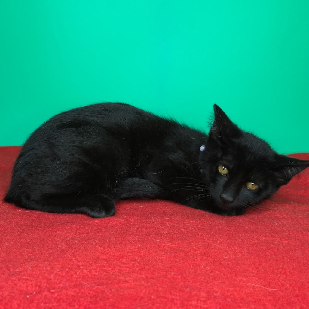 Fritz, Adoptable, Kitten Male Domestic Short Hair.