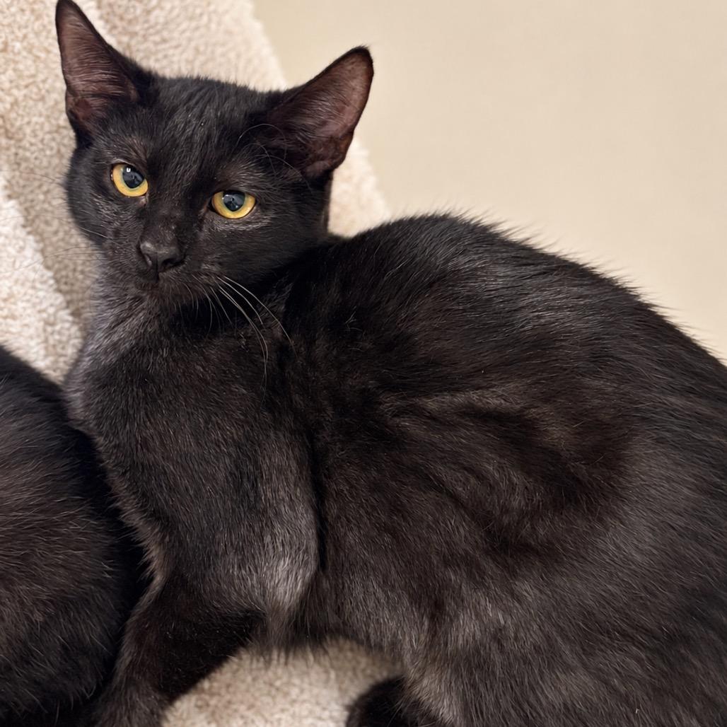Enlarge Fritz, a Adoptable Domestic Short Hair in San Antonio, TX image 2/2