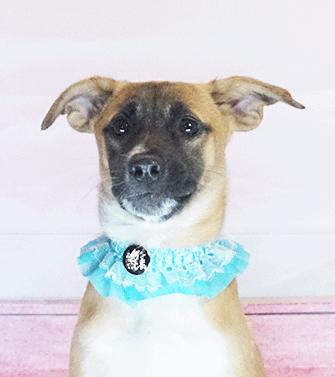 Enlarge GOLDI, a ADOPTABLE mixed breed in Castro Valley, CA image 2/3