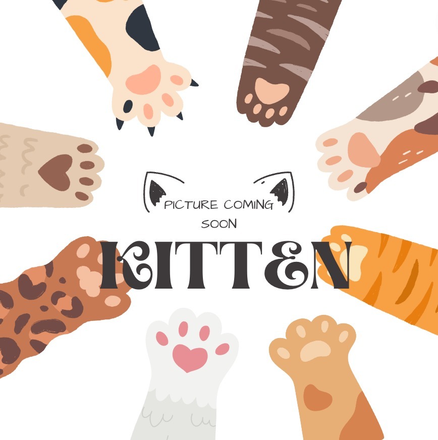 Blair *In Foster*, an adoptable Domestic Short Hair in South Bend, IN, 46614 | Photo Image 6