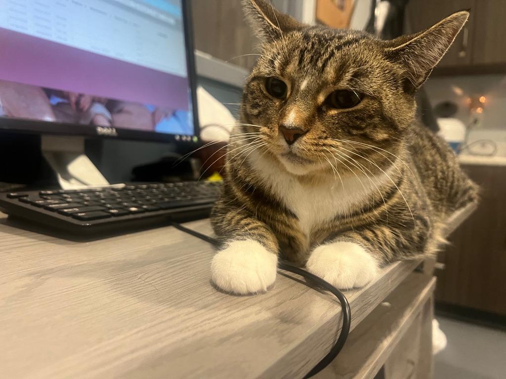 Enlarge Blair *In Foster*, a Adoptable mixed breed in South Bend, IN image 1/2