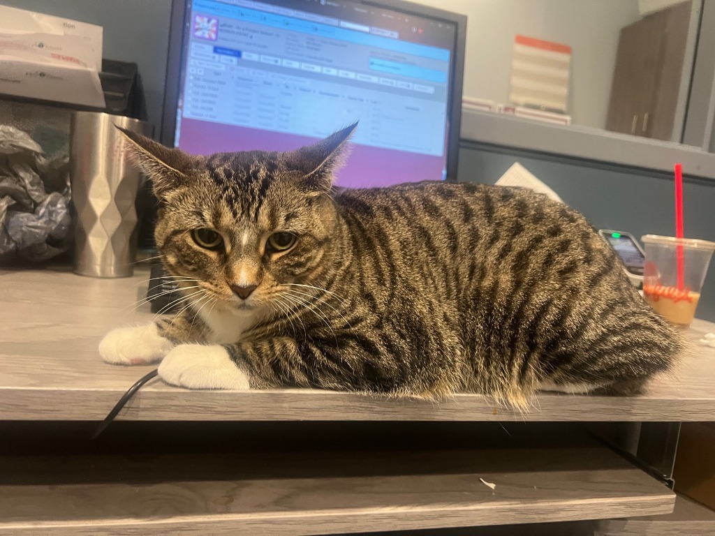 Blair *In Foster*, an adoptable Domestic Short Hair in South Bend, IN, 46614 | Photo Image 4