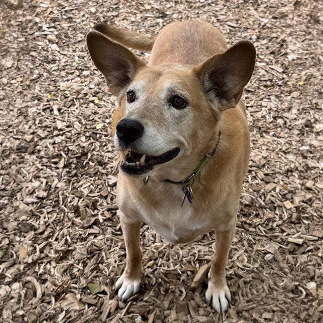 Enlarge Buffy 26-114, a Adoptable mixed breed in Minnetonka, MN image 5/6