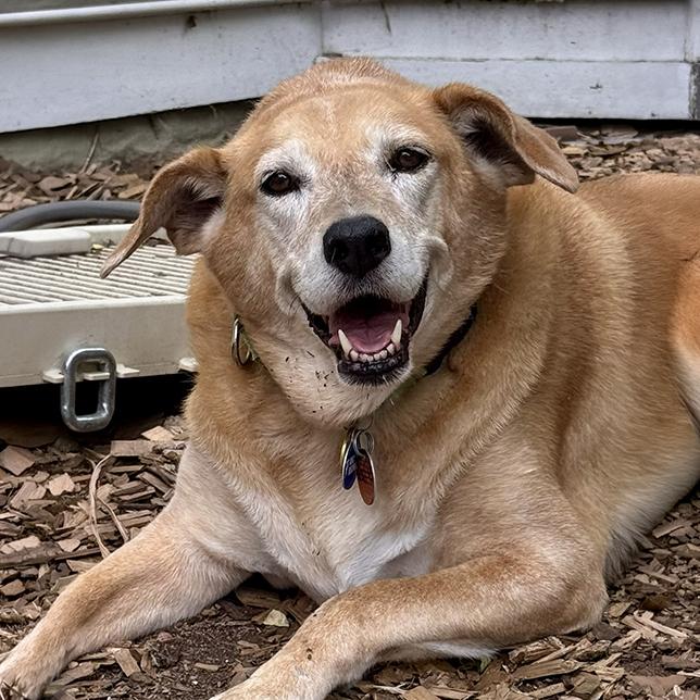 Buffy 26-114, Adoptable, Senior Female Golden Retriever.