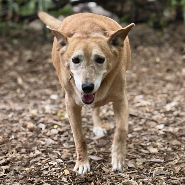 Enlarge Buffy 26-114, a Adoptable mixed breed in Minnetonka, MN image 6/6