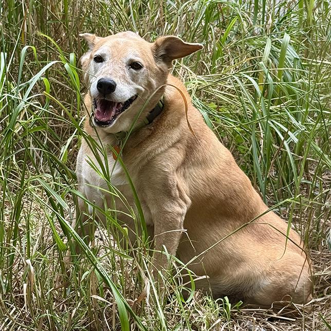 Enlarge Buffy 26-114, a Adoptable mixed breed in Minnetonka, MN image 4/6