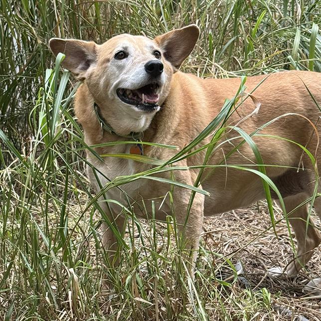 Enlarge Buffy 26-114, a Adoptable mixed breed in Minnetonka, MN image 2/6