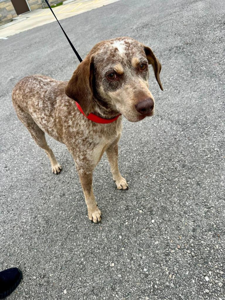 Sally, Adoptable, Adult Female Labrador Retriever.