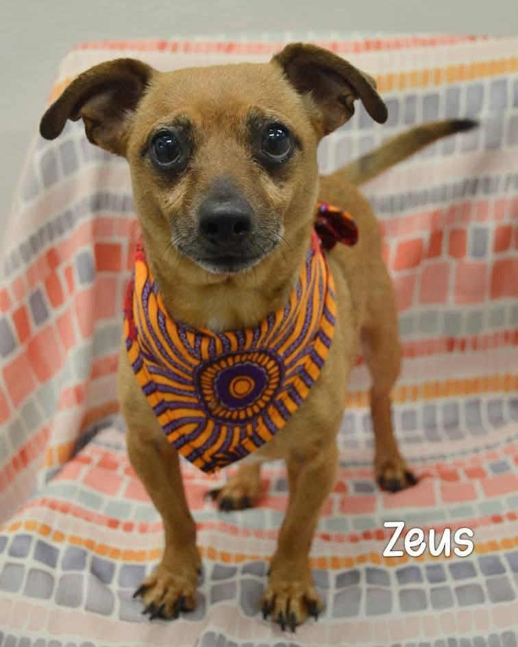 Zeus photo