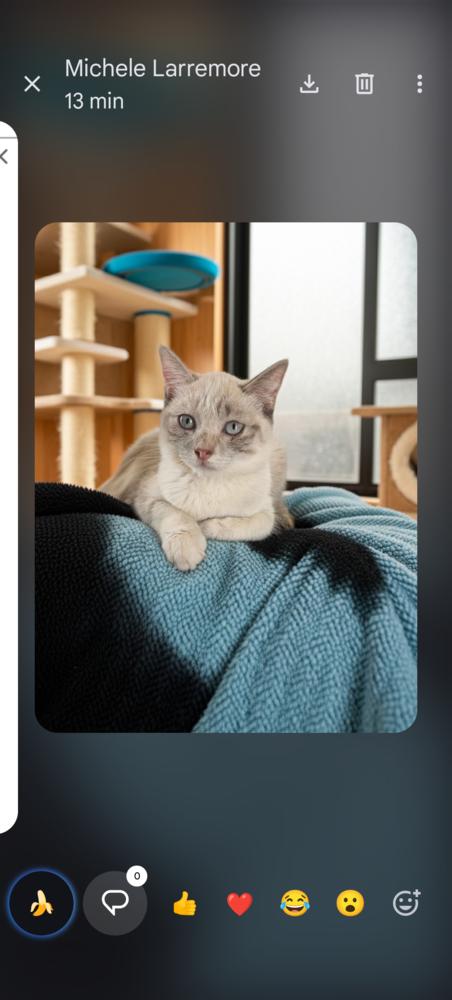 Gracie, Adoptable, Kitten Female Domestic Short Hair.
