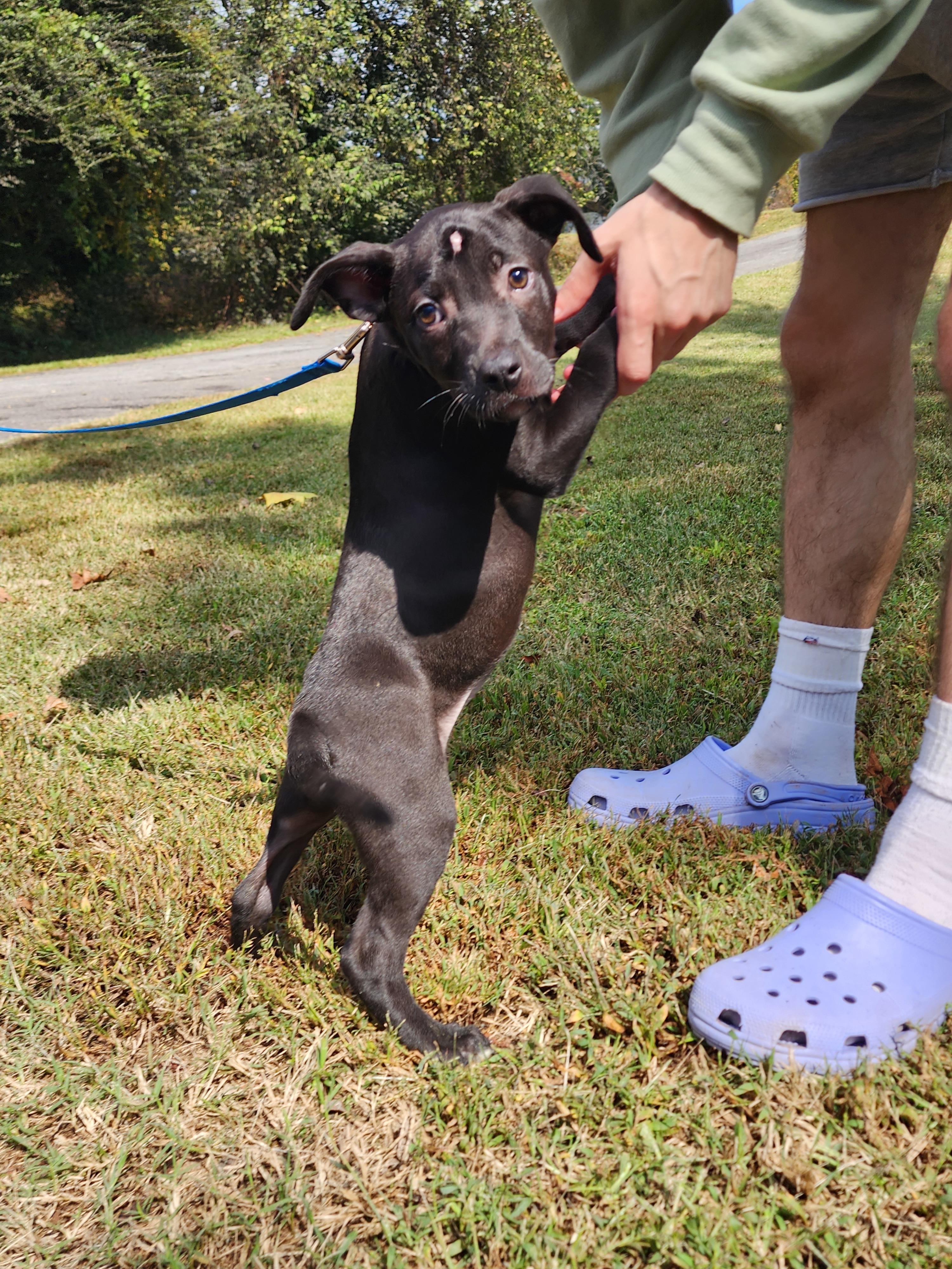 Buttercup, a Adoptable mixed breed in Milledgeville, GA image 1/6
