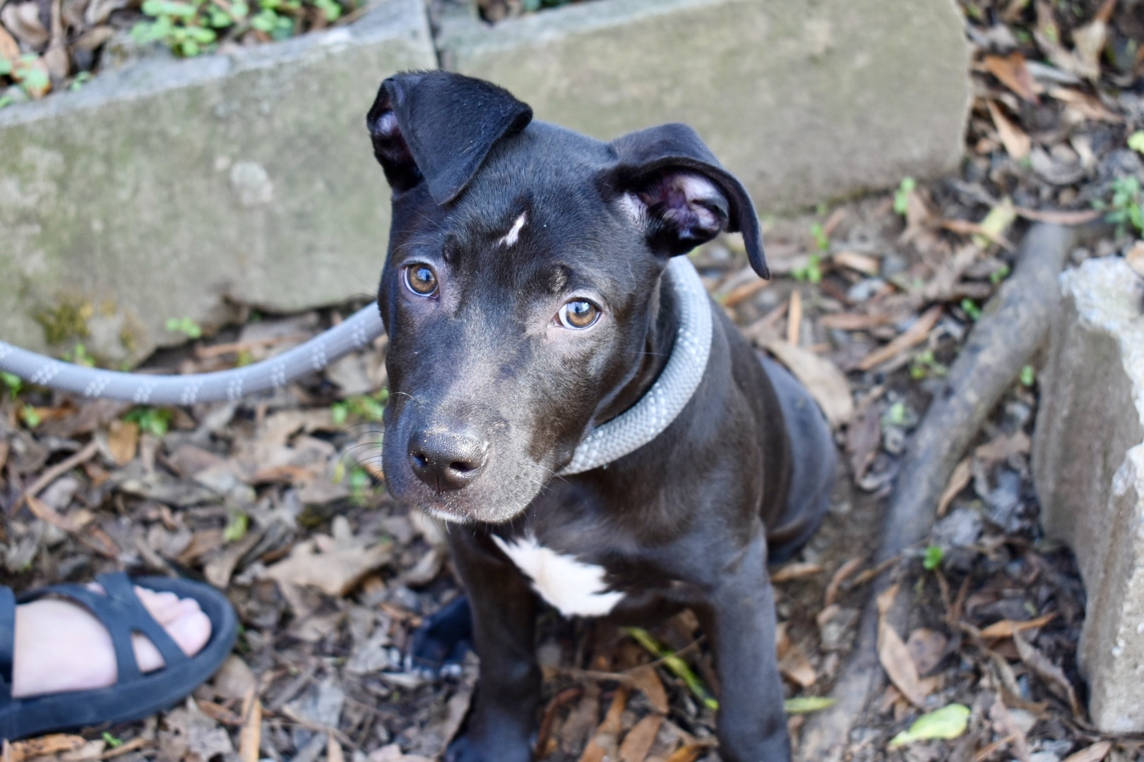 Buttercup, a Adoptable mixed breed in Milledgeville, GA image 2/6