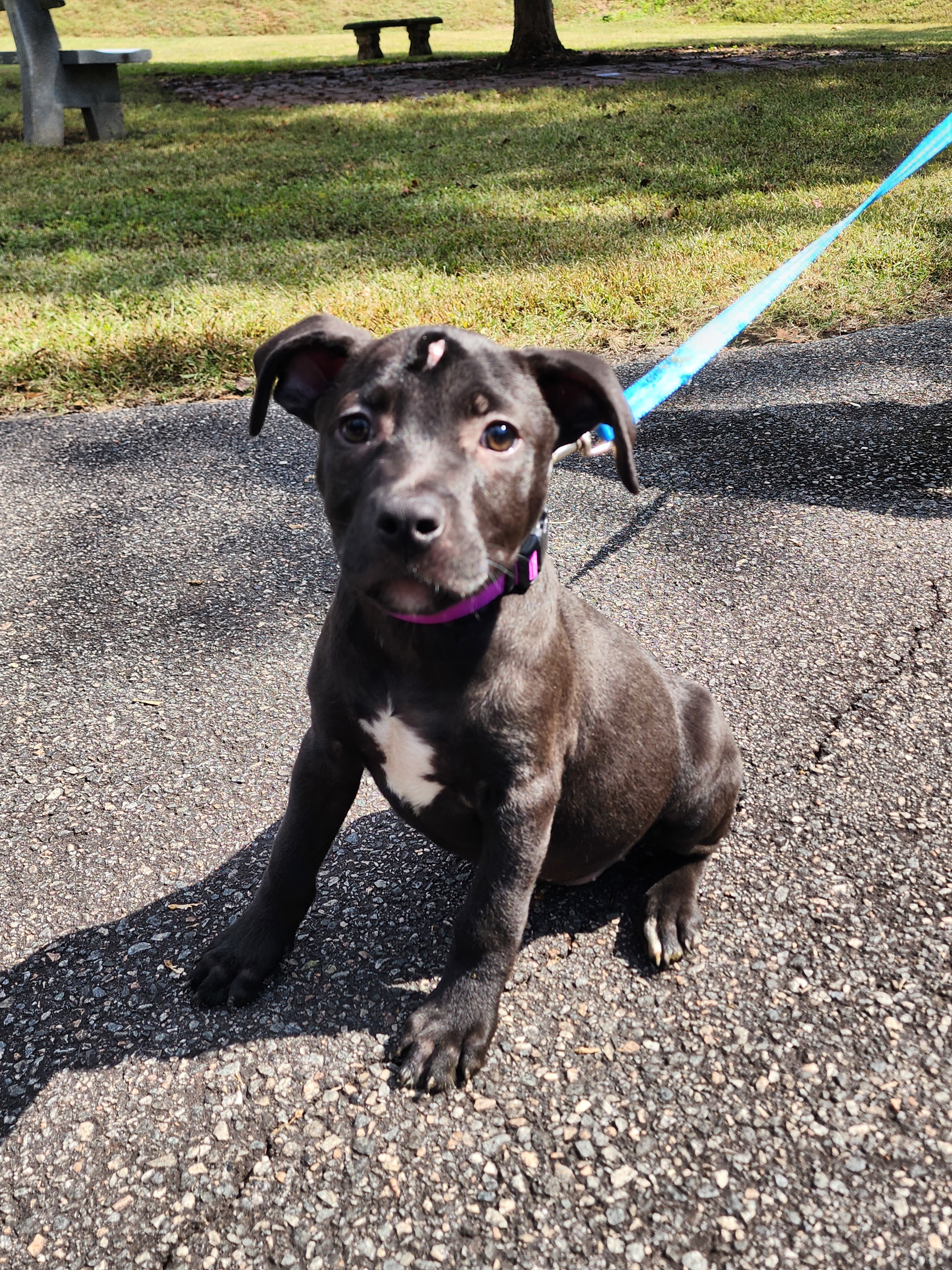 Buttercup, a Adoptable mixed breed in Milledgeville, GA image 3/6