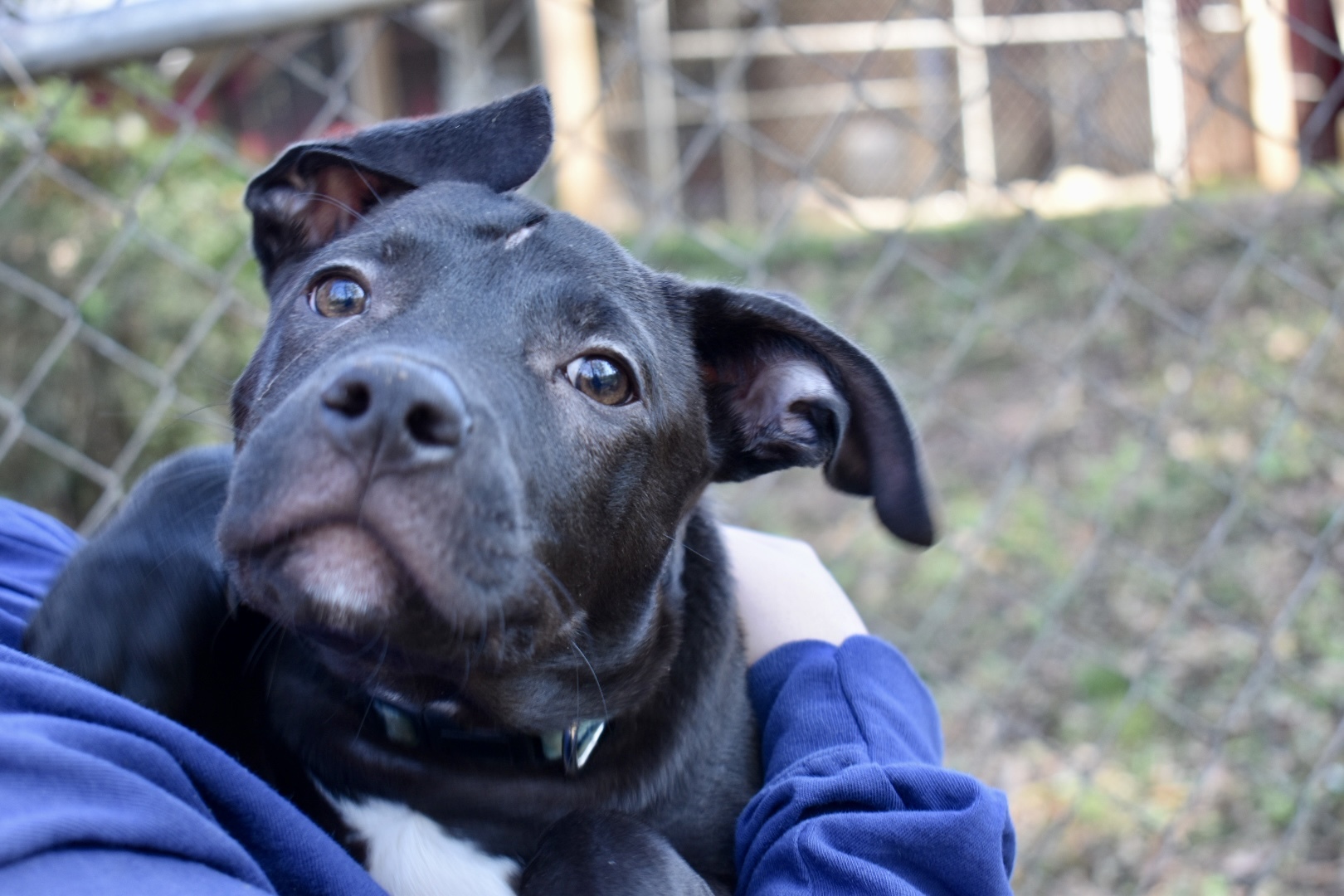 Buttercup, a Adoptable mixed breed in Milledgeville, GA image 4/6