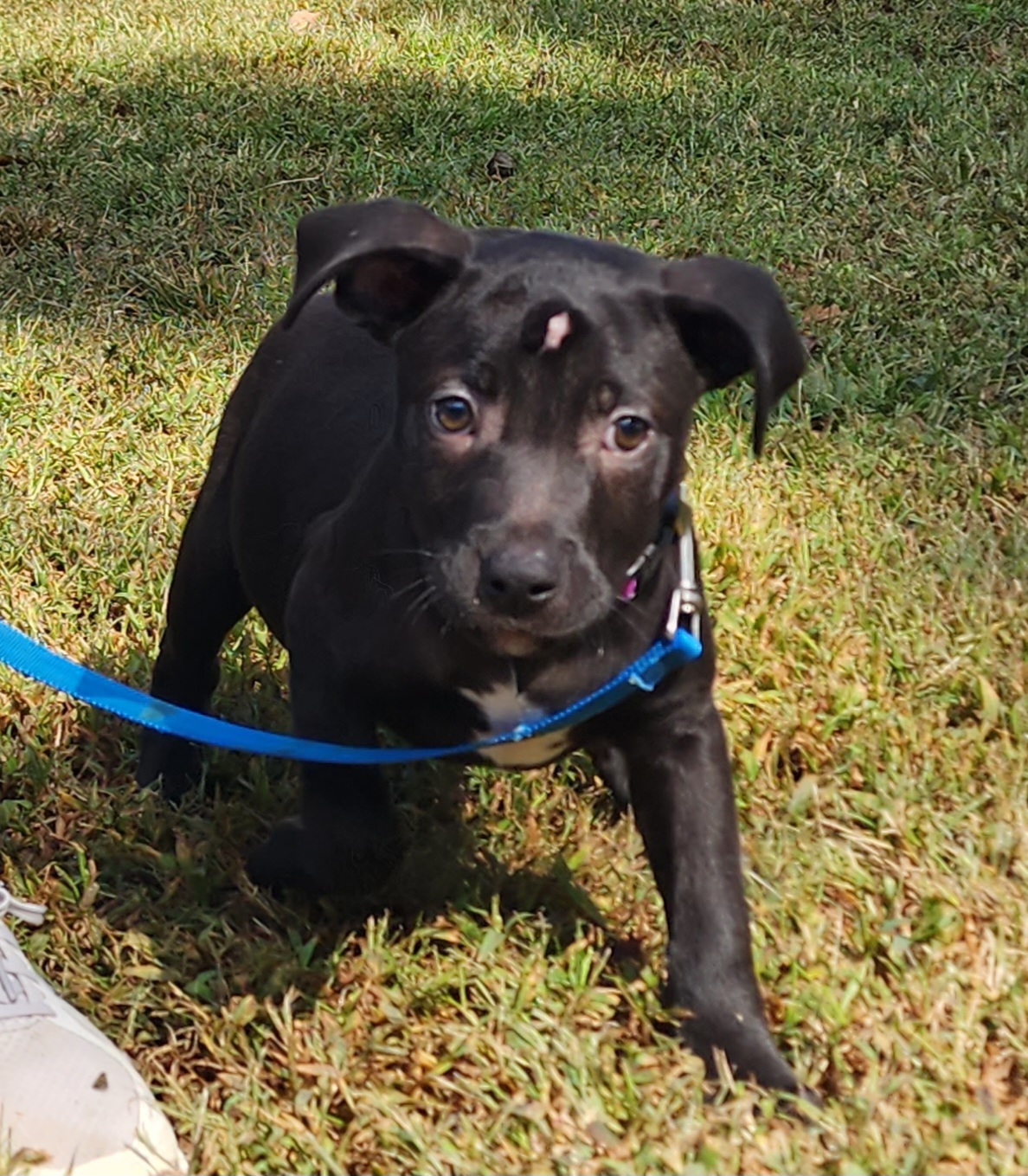 Buttercup, a Adoptable mixed breed in Milledgeville, GA image 5/6