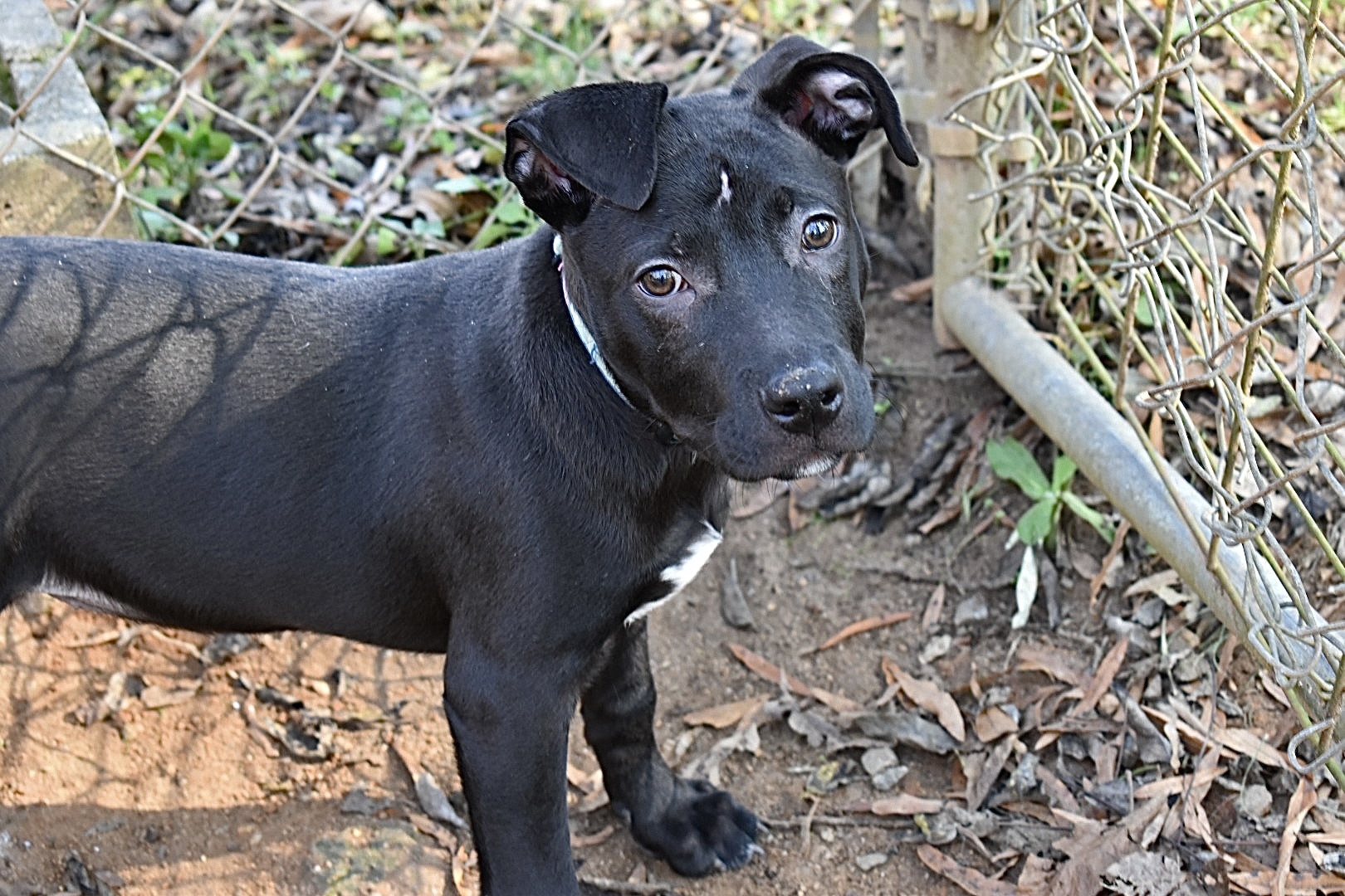 Buttercup, a Adoptable mixed breed in Milledgeville, GA image 6/6