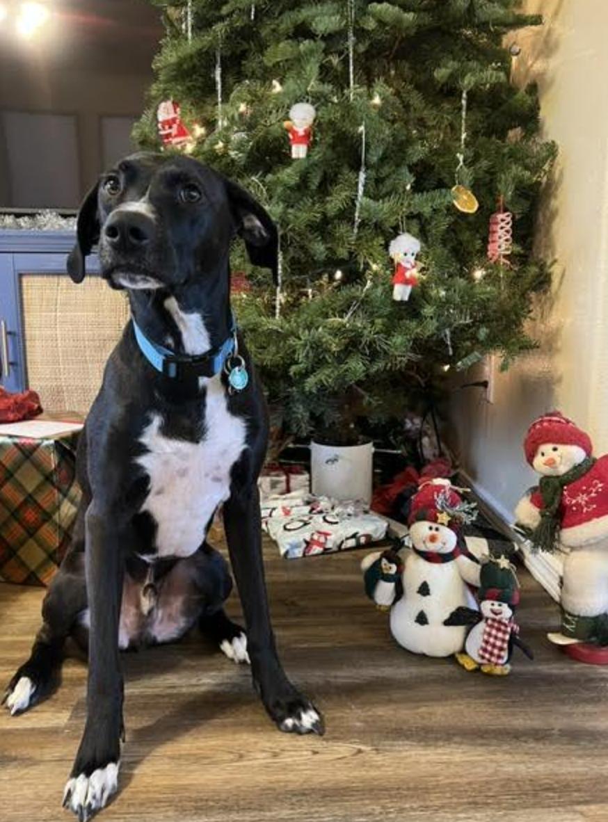 Enlarge Koda *courtesy post*, a Adoptable Labrador Retriever in New York, NY image 1/6