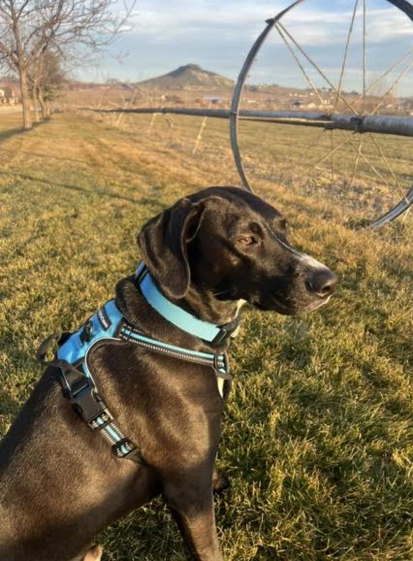 Enlarge Koda *courtesy post*, a Adoptable Labrador Retriever in New York, NY image 2/6