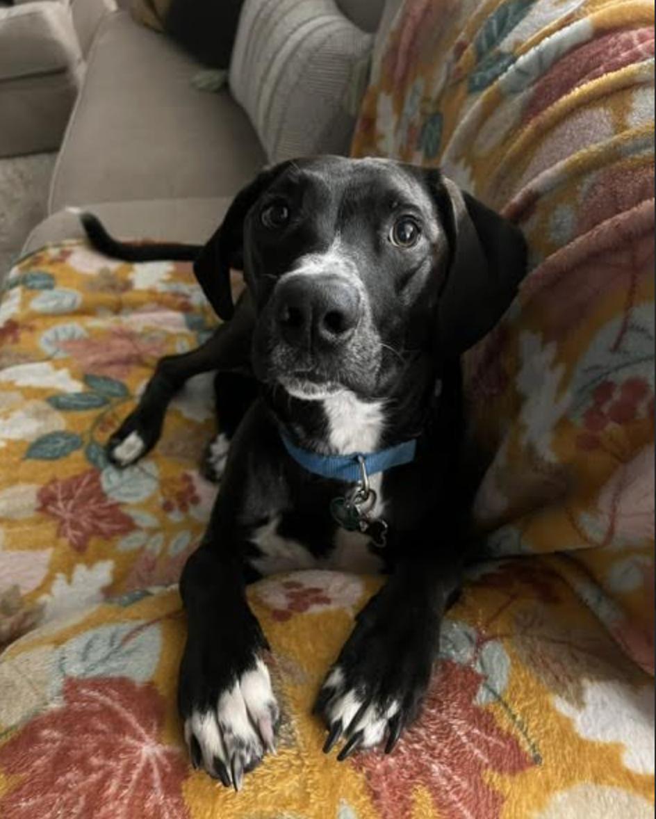 Koda *courtesy post*, Adoptable, Young Male Labrador Retriever.