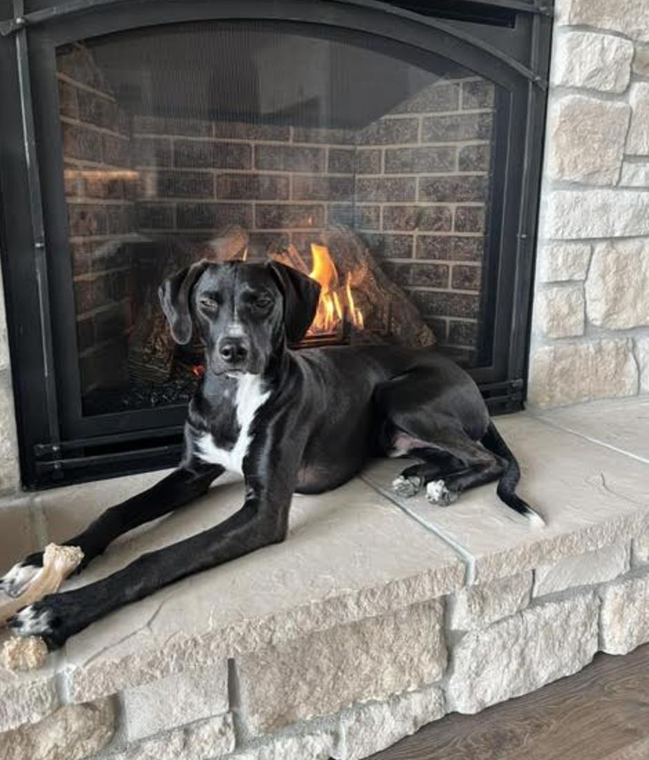Enlarge Koda *courtesy post*, a Adoptable Labrador Retriever in New York, NY image 4/6