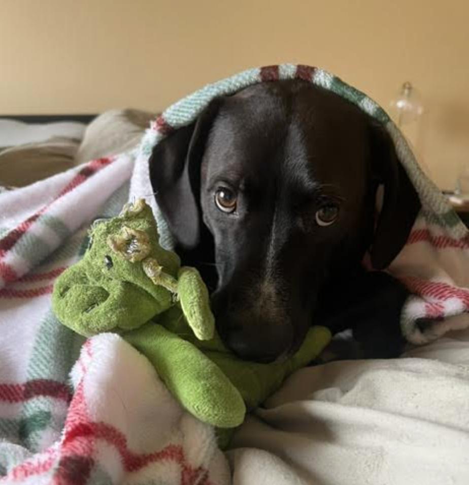 Enlarge Koda *courtesy post*, a Adoptable Labrador Retriever in New York, NY image 5/6